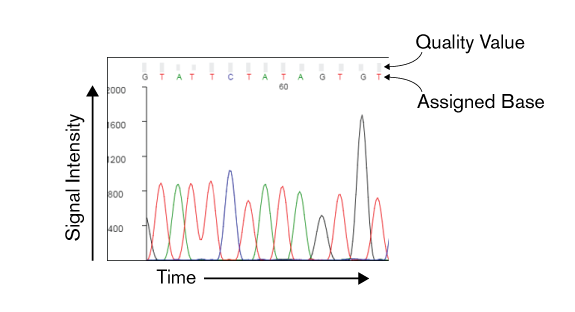 Sequencing Chromatogram