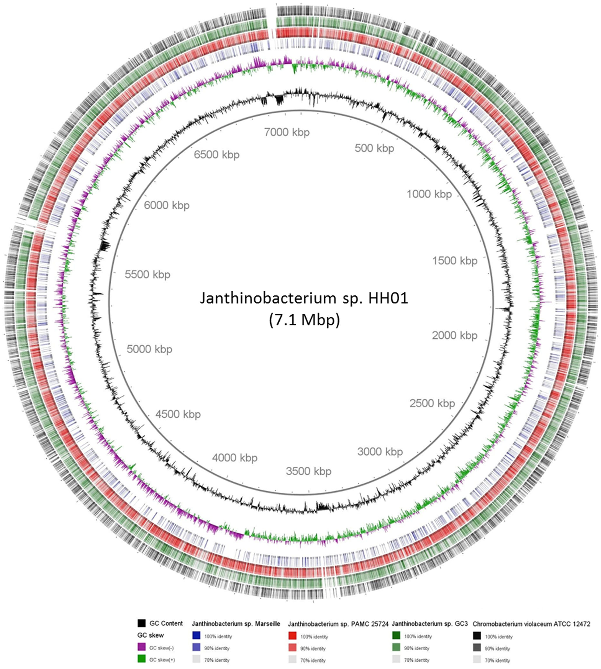 "BlastP comparison of the Janthinobacterium sp. HH01 genome compared
against genomes of closely related species. The innermost rings indicate
the GC content (black) and GC skew (purple/green). The outer rings
represent the genomes of the following microbes in different colorings:
Janthinobacterium sp. Marseille, blue; Janthinobacterium sp. PAMC 25724,
red; Janthinobacterium sp. GC3, green; and C. violaceum ATCC 12472,
black."
