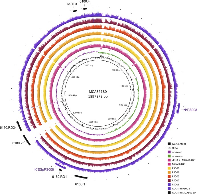 "Visualization of the reads selected for each strain mapped onto the
S. pyogenes MGAS6180 reference genome. The innermost circles represent
the GC content (black), GC skew (purple/green), and rRNA operons of
MGAS6180 (pink boxes). BRIG (1) shows the distribution of the number of
reads for each individual strain mapped onto the central reference using
a window size of 500, arranged from inner to outer colored circles as
follows: resequenced reference MGAS6180 (pink), PS001 (yellow), PS006
(orange), PS005 (red), PS007 (maroon), and PS008 (purple). Additional
strain-specific regions of difference (RODs) (ϕPS008 and ICESpPS008) are
represented as insertions. The outermost circle represents previously
reported regions of difference in MGAS6180, namely, prophage elements
6180. 1 and 6180.2, prophage remnants 6180.3 and 6180.4, and regions of
difference 6180.RD1 and 6180.RD2 (15)
(black)."