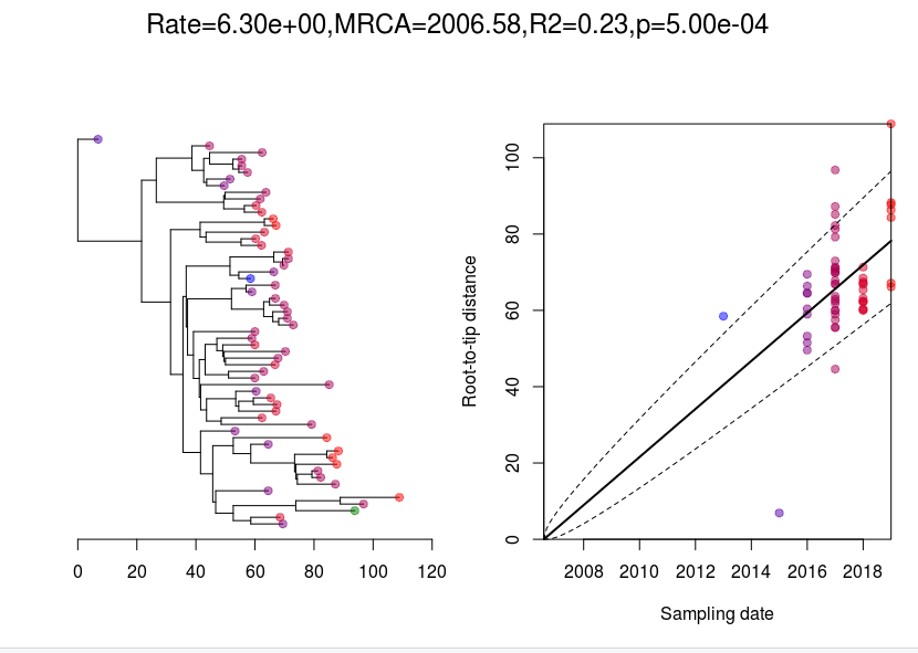 timed phylogeny