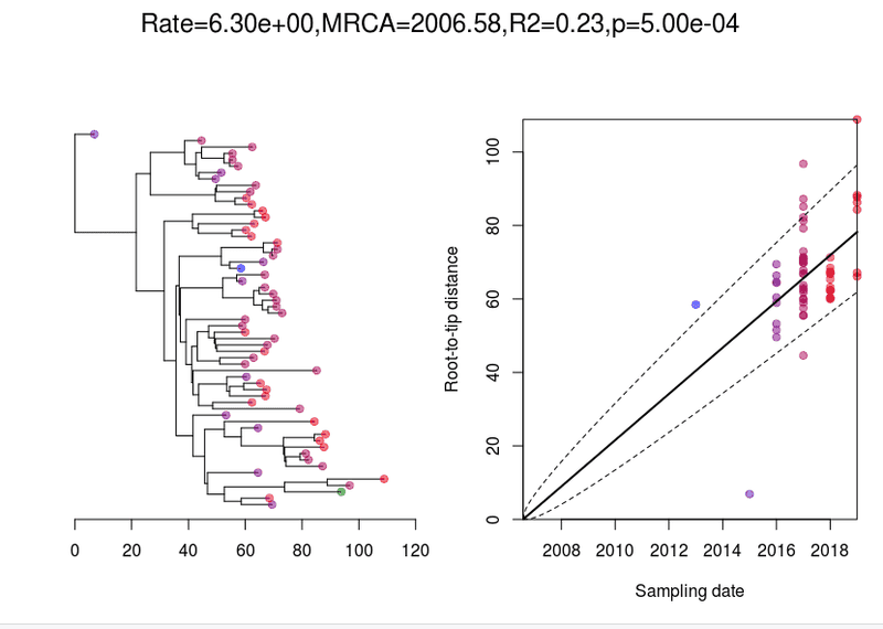 timed phylogeny