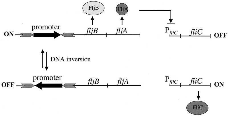 Phase Salmonella