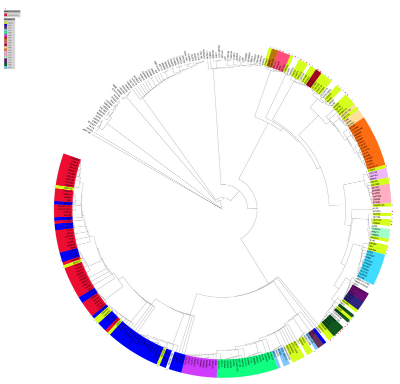 Oxford acinetobacter does not match genome phylogeny